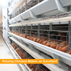 H Type Galvanized Wire Mesh Automatic Poultry Layer Cages Systems